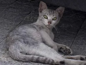 Gato raça SRD-ViraLata idade 2 a 6 meses nome SEM NOME