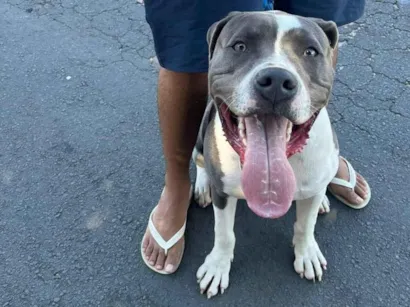 Cachorro raça Pit-Bull idade 7 a 11 meses nome Luck