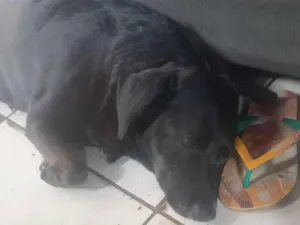 Cachorro raça SRD-ViraLata idade 2 anos nome Não sei