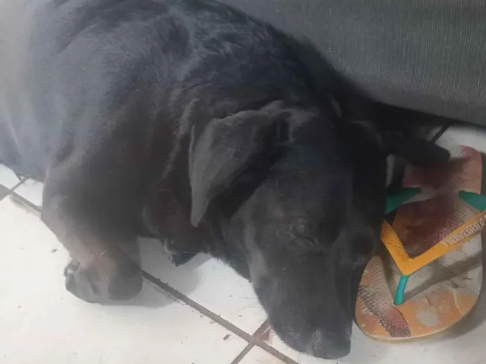 Cachorro raça SRD-ViraLata idade 2 anos nome Não sei