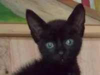 Gato raça SRD-ViraLata idade 2 a 6 meses nome Sem nome 