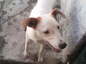 Cachorro raça SRD-ViraLata idade 7 a 11 meses nome Pipoca 