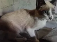 Gato raça Siamês idade 2 a 6 meses nome Samantha Estefany Silva Silva