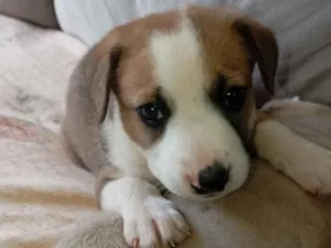 Cachorro raça SRD-ViraLata idade Abaixo de 2 meses nome Não tem nome ainda 