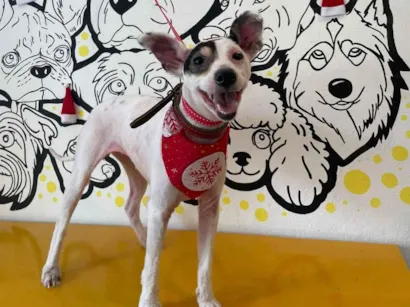 Cachorro raça SRD-ViraLata idade 5 anos nome Deneves 