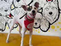 Cachorro raça SRD-ViraLata idade 5 anos nome Deneves 