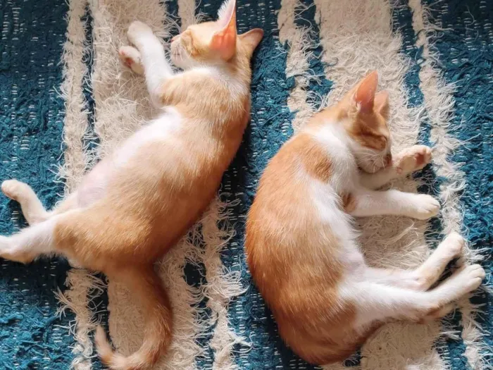 Gato raça SRD-ViraLata idade 2 a 6 meses nome Sn