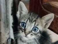 Gato raça SRD-ViraLata idade 2 a 6 meses nome Nick e Marrie