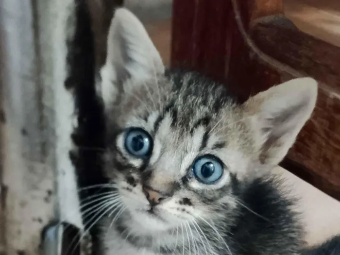 Gato raça SRD-ViraLata idade 2 a 6 meses nome Nick e Marrie