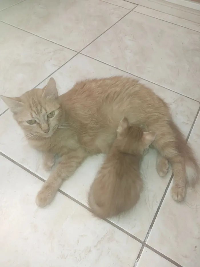 Gato raça SRD-ViraLata idade Abaixo de 2 meses nome MARIA LUCIA 