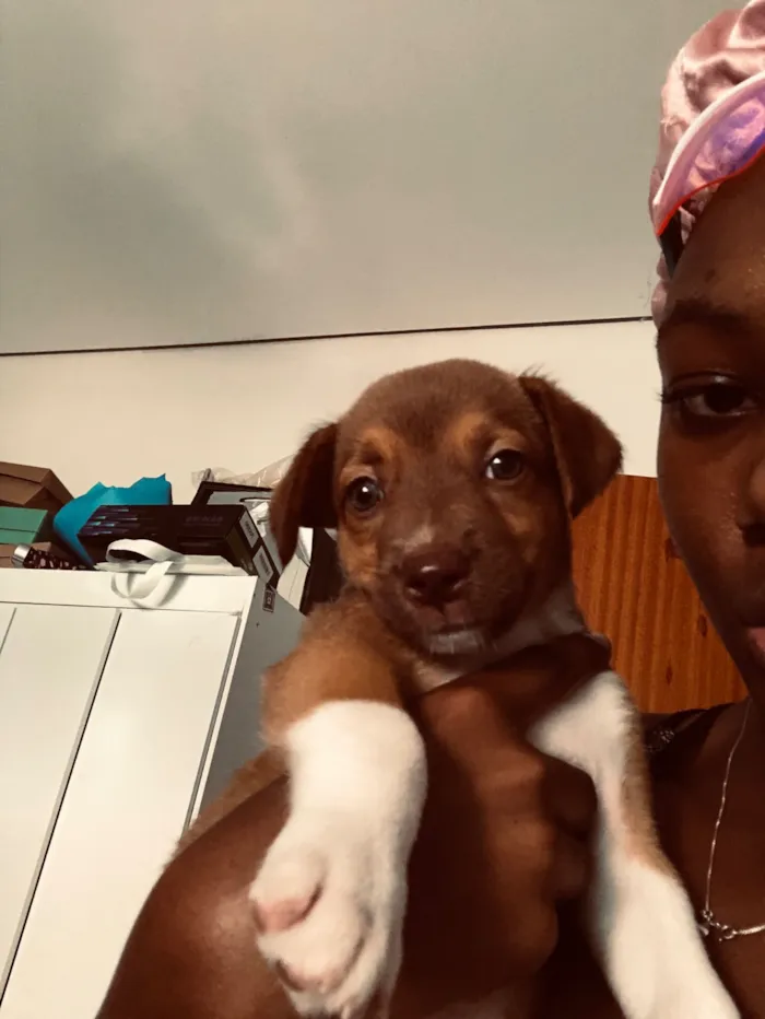 Cachorro raça SRD-ViraLata idade 2 a 6 meses nome Jasminy 