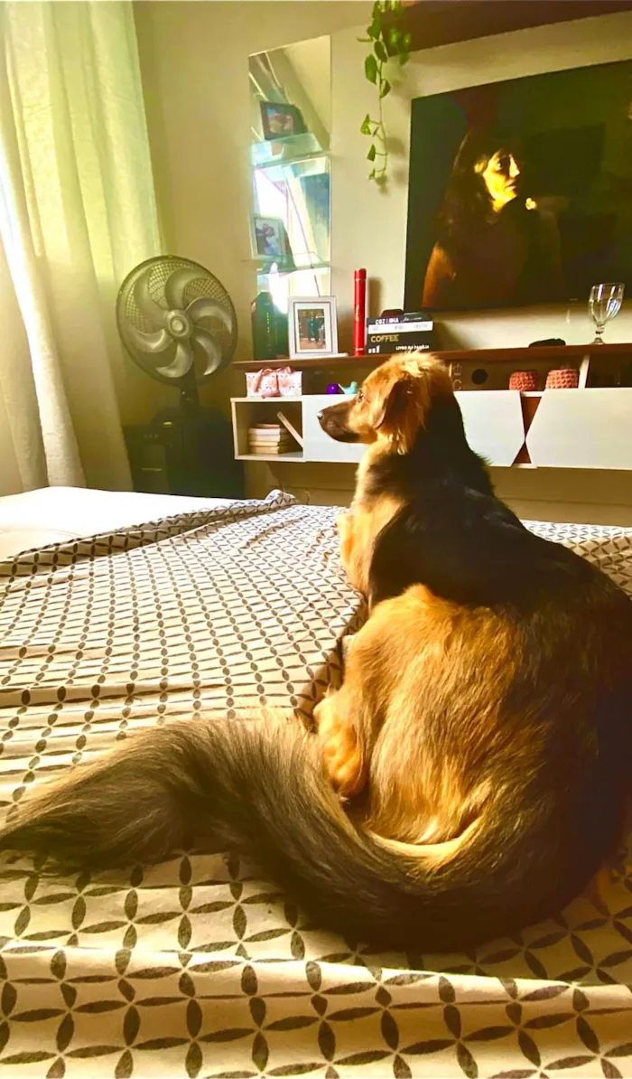 Cachorro raça SRD-ViraLata idade 2 anos nome Shelby