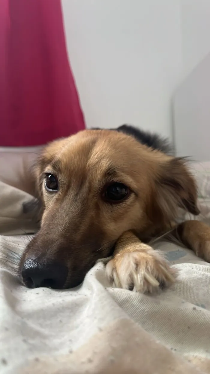 Cachorro raça SRD-ViraLata idade 2 anos nome Shelby