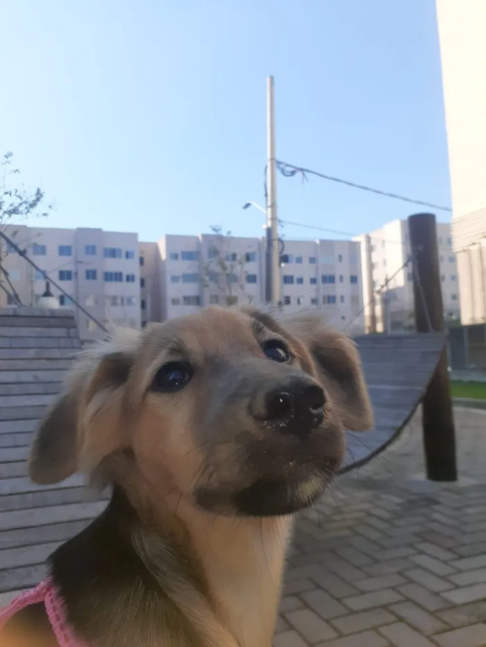 Cachorro raça SRD-ViraLata idade 2 anos nome Shelby