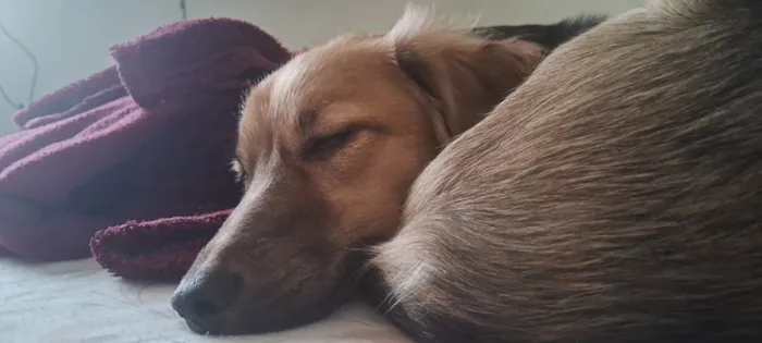 Cachorro raça SRD-ViraLata idade 2 anos nome Shelby