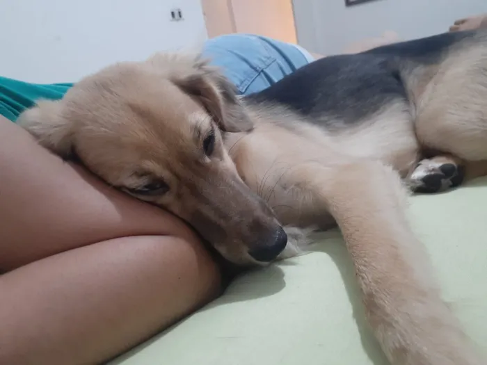 Cachorro raça SRD-ViraLata idade 2 anos nome Shelby