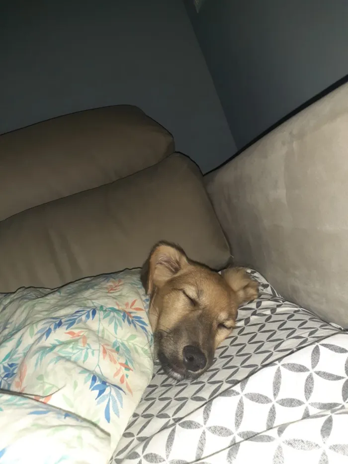 Cachorro raça SRD-ViraLata idade 2 anos nome Shelby