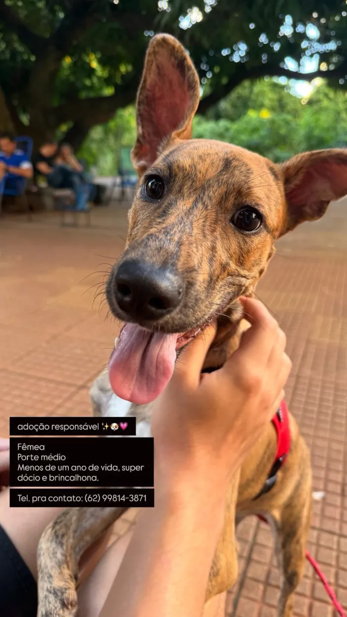 Cachorro raça SRD-ViraLata idade 2 a 6 meses nome Mel