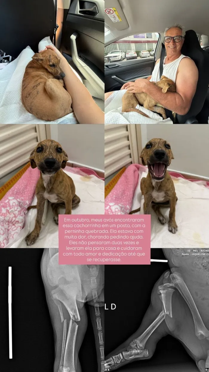 Cachorro raça SRD-ViraLata idade 2 a 6 meses nome Mel
