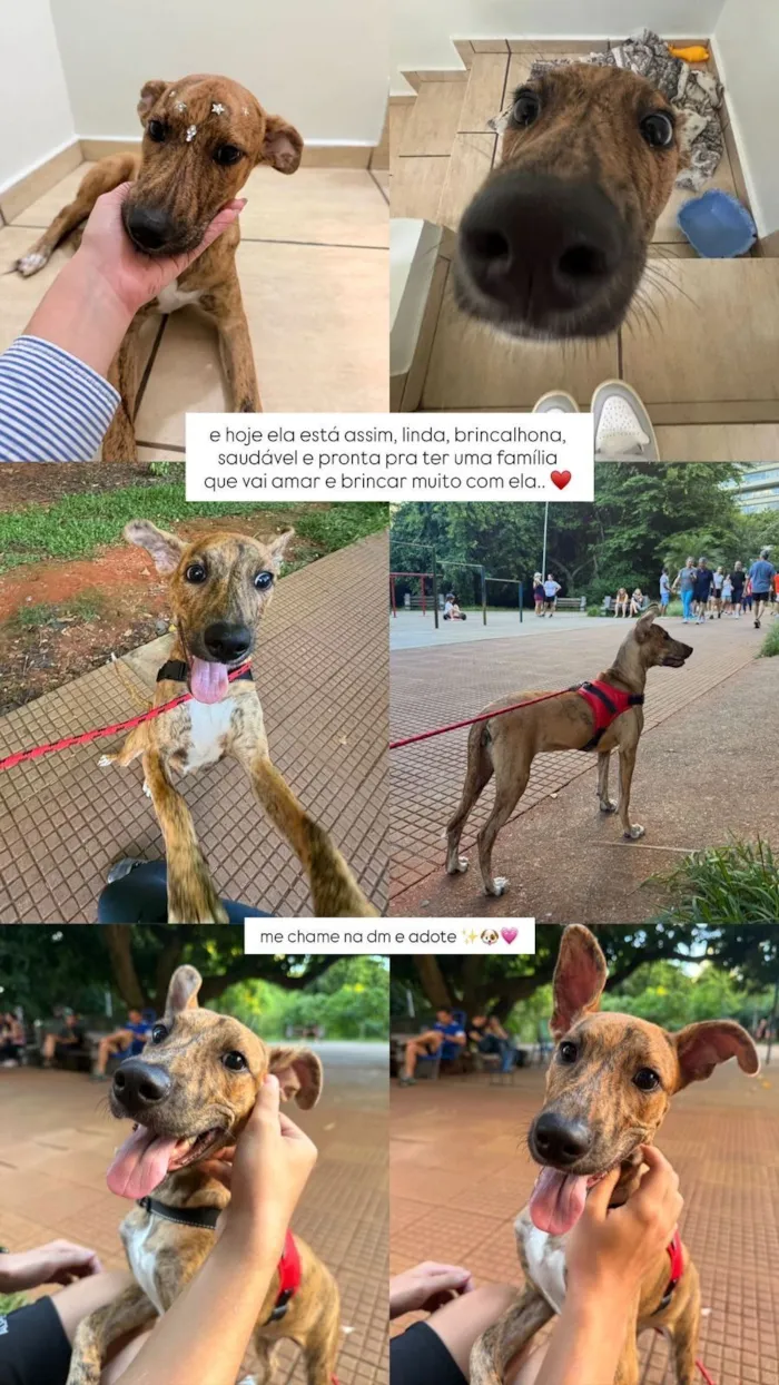 Cachorro raça SRD-ViraLata idade 2 a 6 meses nome Mel
