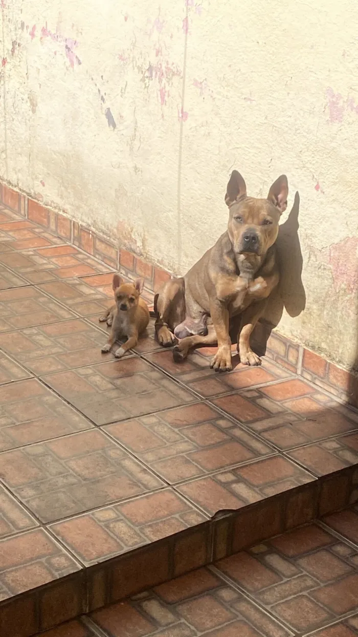 Cachorro raça Pit-Bull idade 2 anos nome Calleri