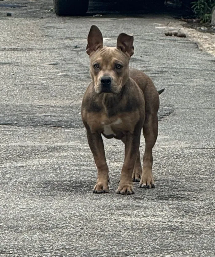 Cachorro raça Pit-Bull idade 2 anos nome Calleri
