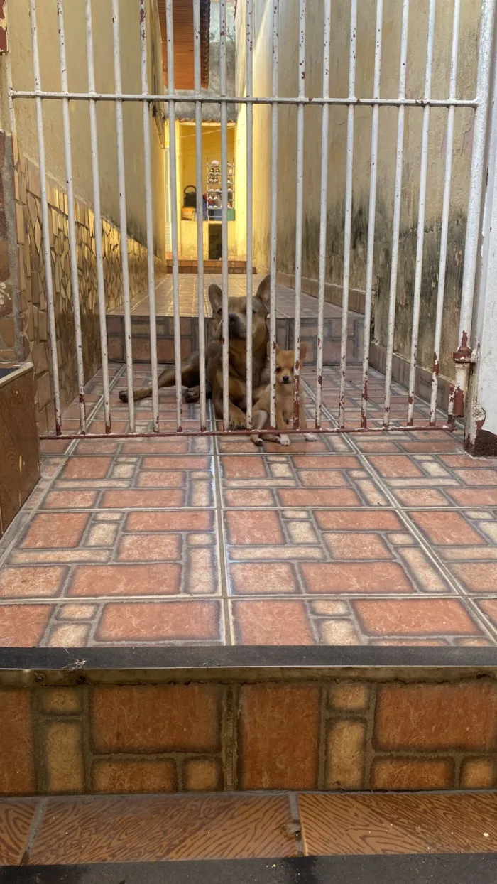 Cachorro raça Pit-Bull idade 2 anos nome Calleri