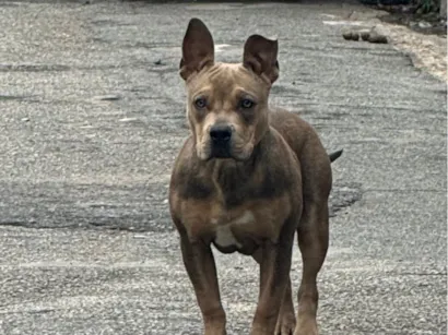 Cachorro raça Pit-Bull idade 2 anos nome Calleri