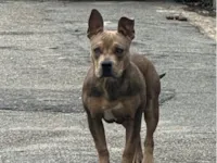 Cachorro raça Pit-Bull idade 2 anos nome Calleri