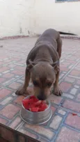 Cachorro raça Pit-Bull idade 2 anos nome Calleri