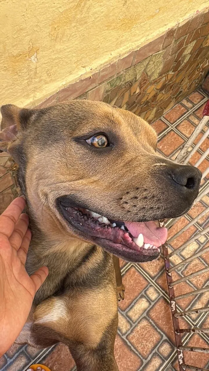 Cachorro raça Pit-Bull idade 2 anos nome Calleri
