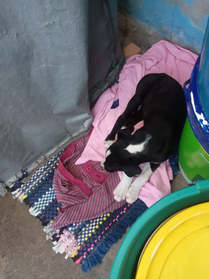 Cachorro raça SRD-ViraLata idade 2 a 6 meses nome Betina 