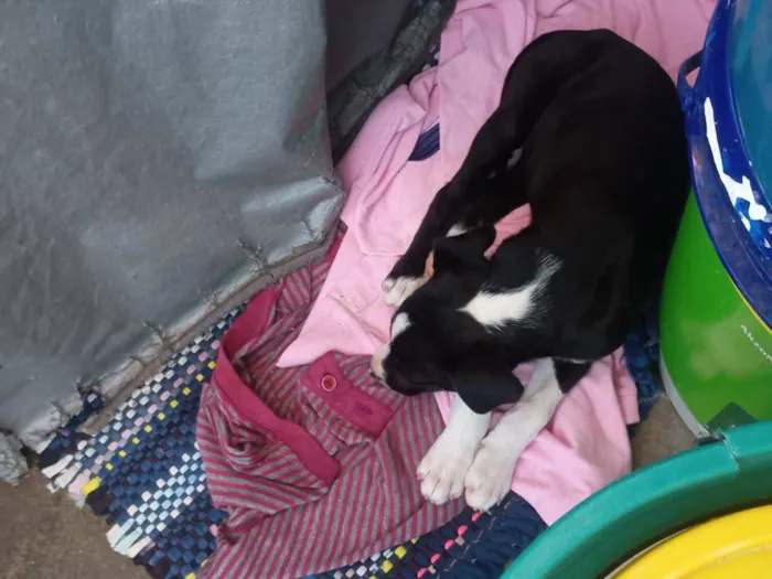 Cachorro raça SRD-ViraLata idade 2 a 6 meses nome Betina 