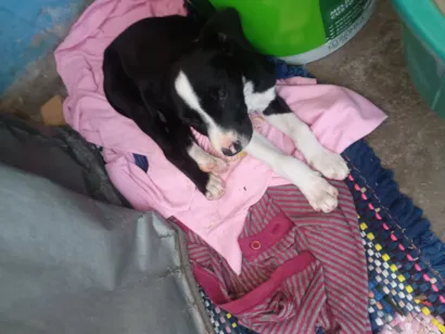 Cachorro raça SRD-ViraLata idade 2 a 6 meses nome Betina 