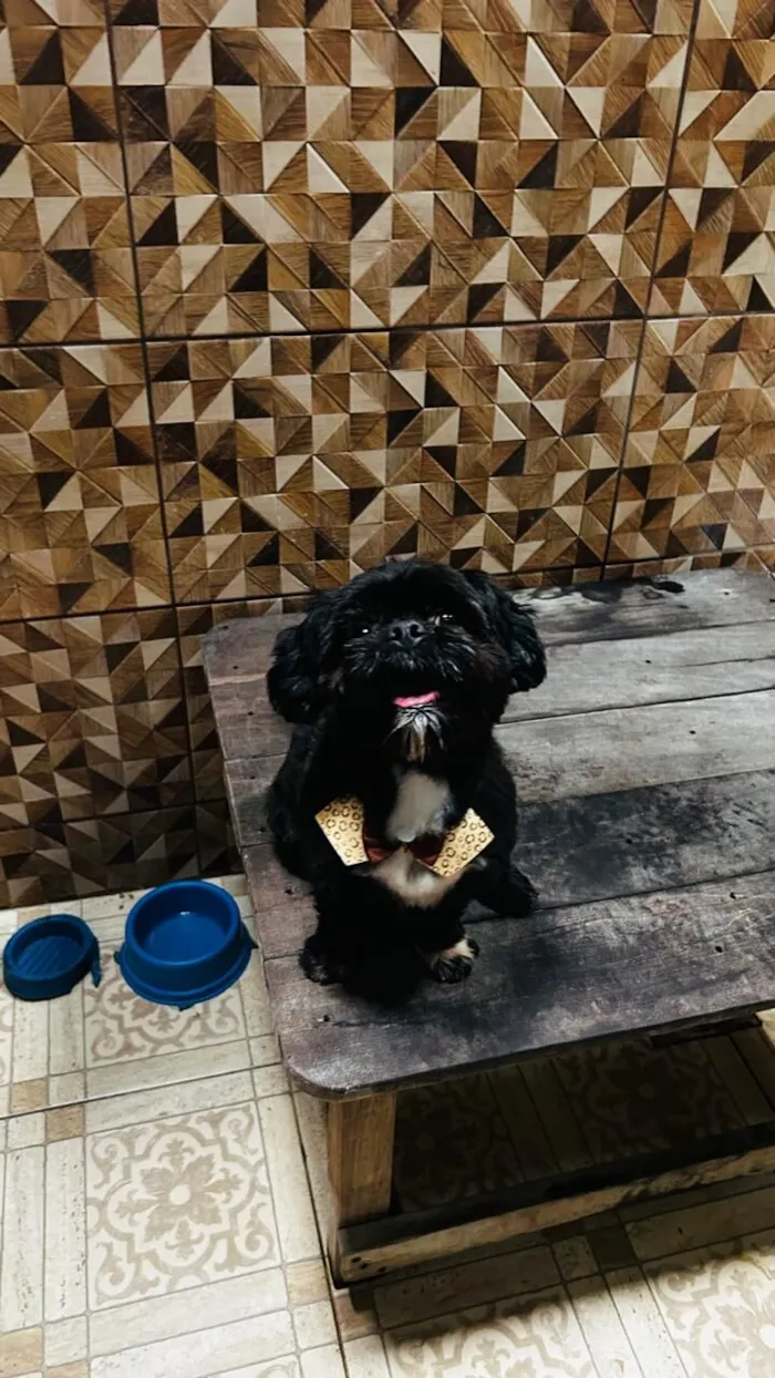 Cachorro raça Shitzu idade 2 anos nome Bidu