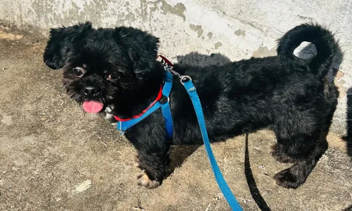 Cachorro raça Shitzu idade 2 anos nome Bidu