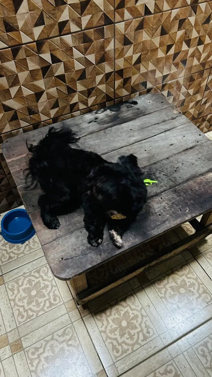 Cachorro raça Shitzu idade 2 anos nome Bidu