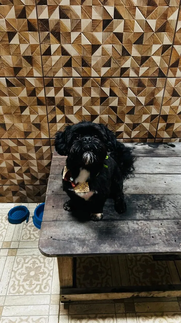 Cachorro raça Shitzu idade 2 anos nome Bidu