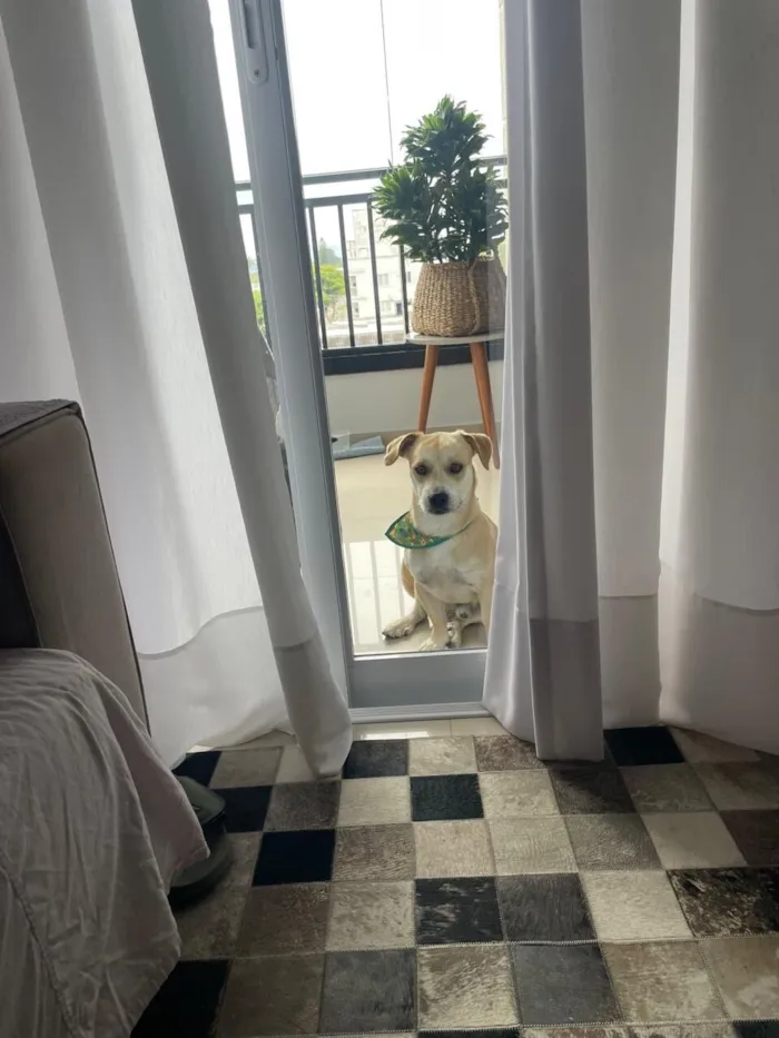 Cachorro raça SRD-ViraLata idade 1 ano nome Otto