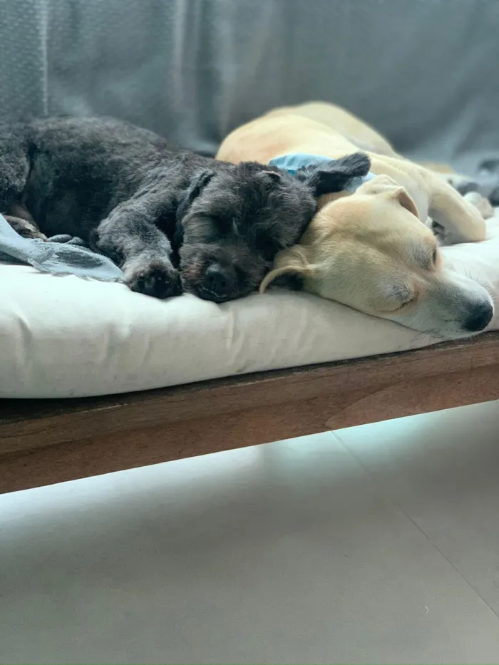 Cachorro raça SRD-ViraLata idade 1 ano nome Otto