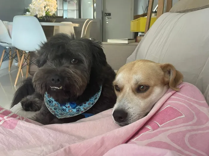 Cachorro raça SRD-ViraLata idade 1 ano nome Otto