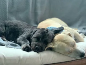 Cachorro raça SRD-ViraLata idade 1 ano nome Otto 