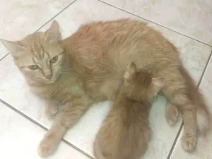 Gato raça SRD-ViraLata idade Abaixo de 2 meses nome MARIA LUCIA 