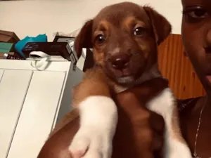 Cachorro raça SRD-ViraLata idade 2 a 6 meses nome Jasminy 