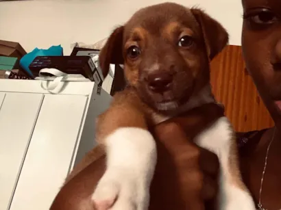 Cachorro raça SRD-ViraLata idade 2 a 6 meses nome Jasminy 