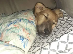 Cachorro raça SRD-ViraLata idade 2 anos nome Shelby