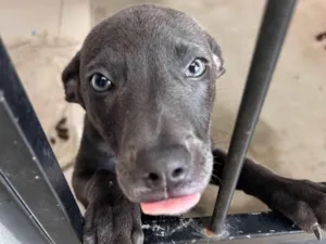 Cachorro raça SRD-ViraLata idade 2 a 6 meses nome Mayla 