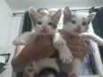 Gato raça SRD-ViraLata idade Abaixo de 2 meses nome Filhote 