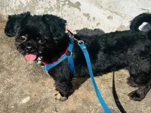 Cachorro raça Shitzu idade 2 anos nome Bidu