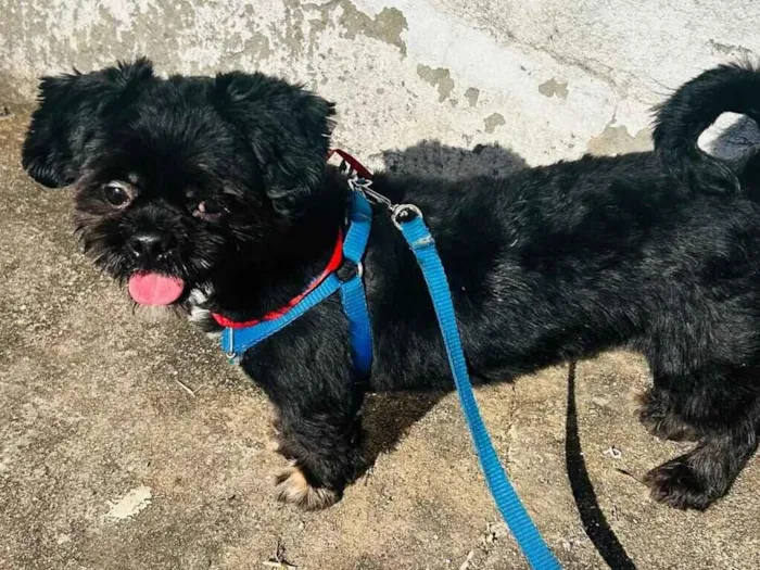 Cachorro raça Shitzu idade 2 anos nome Bidu
